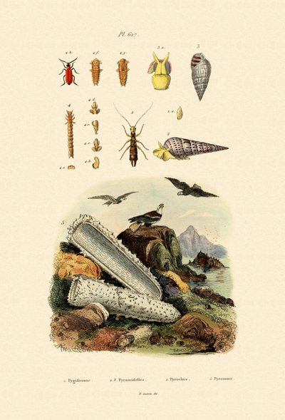 Insects by French School